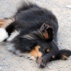 Müder Sheltie