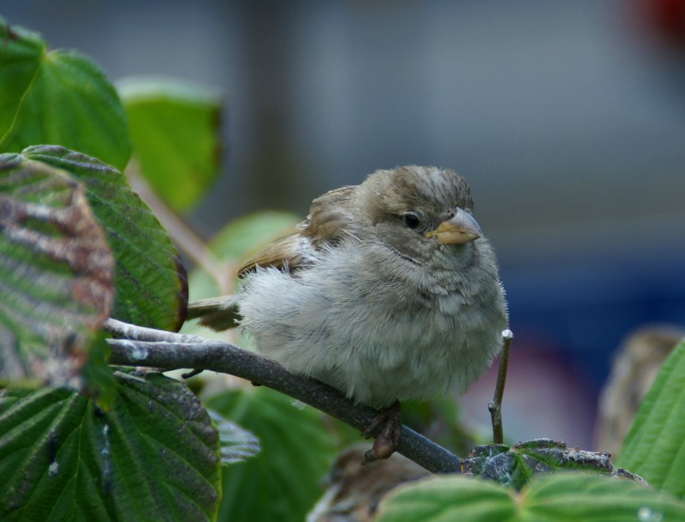 Müder Spatz