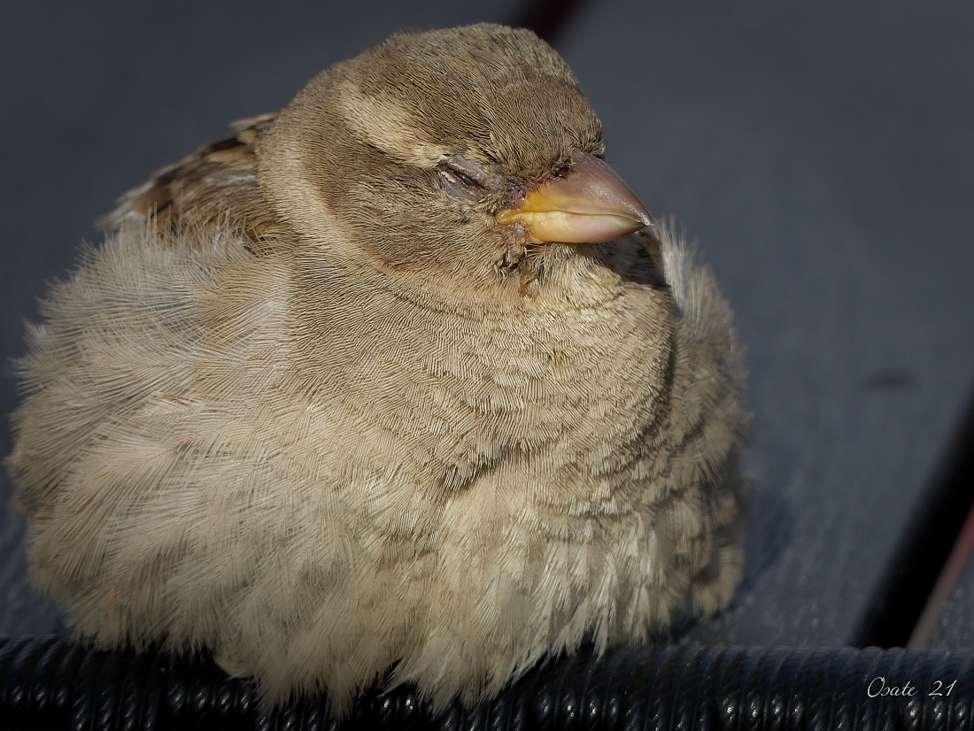 Müder Spatz...