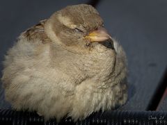 Müder Spatz...