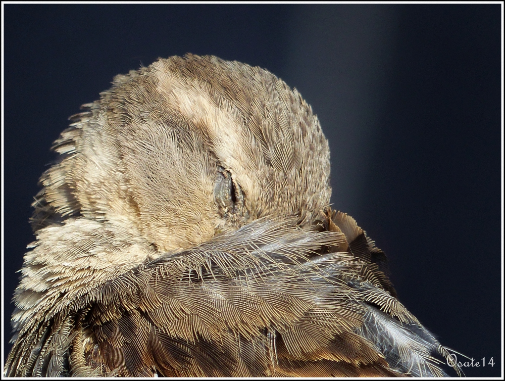 Müder Spatz