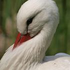 Müder Storch im Wiener Wildpark