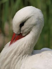 Müder Storch im Wiener Wildpark