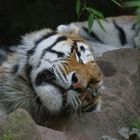 Müder Tiger