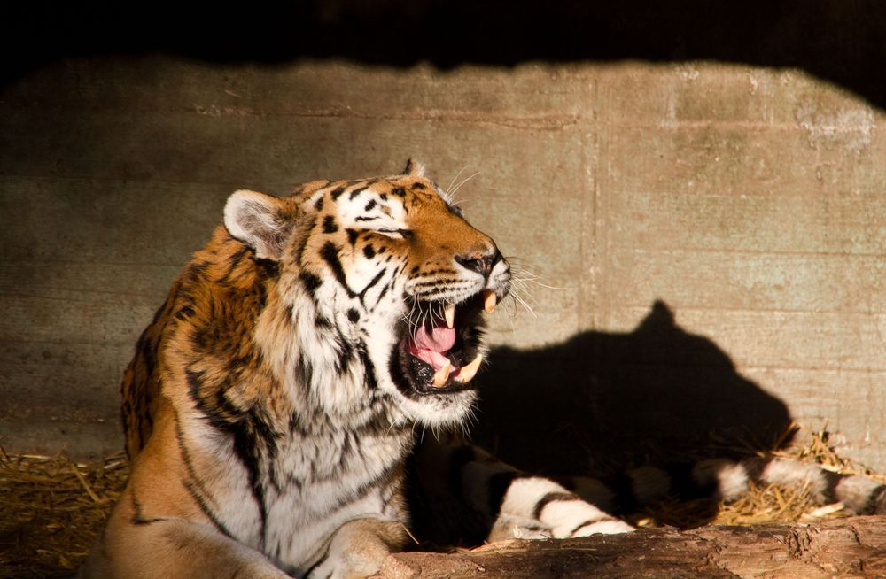 Müder tiger von fehsti 