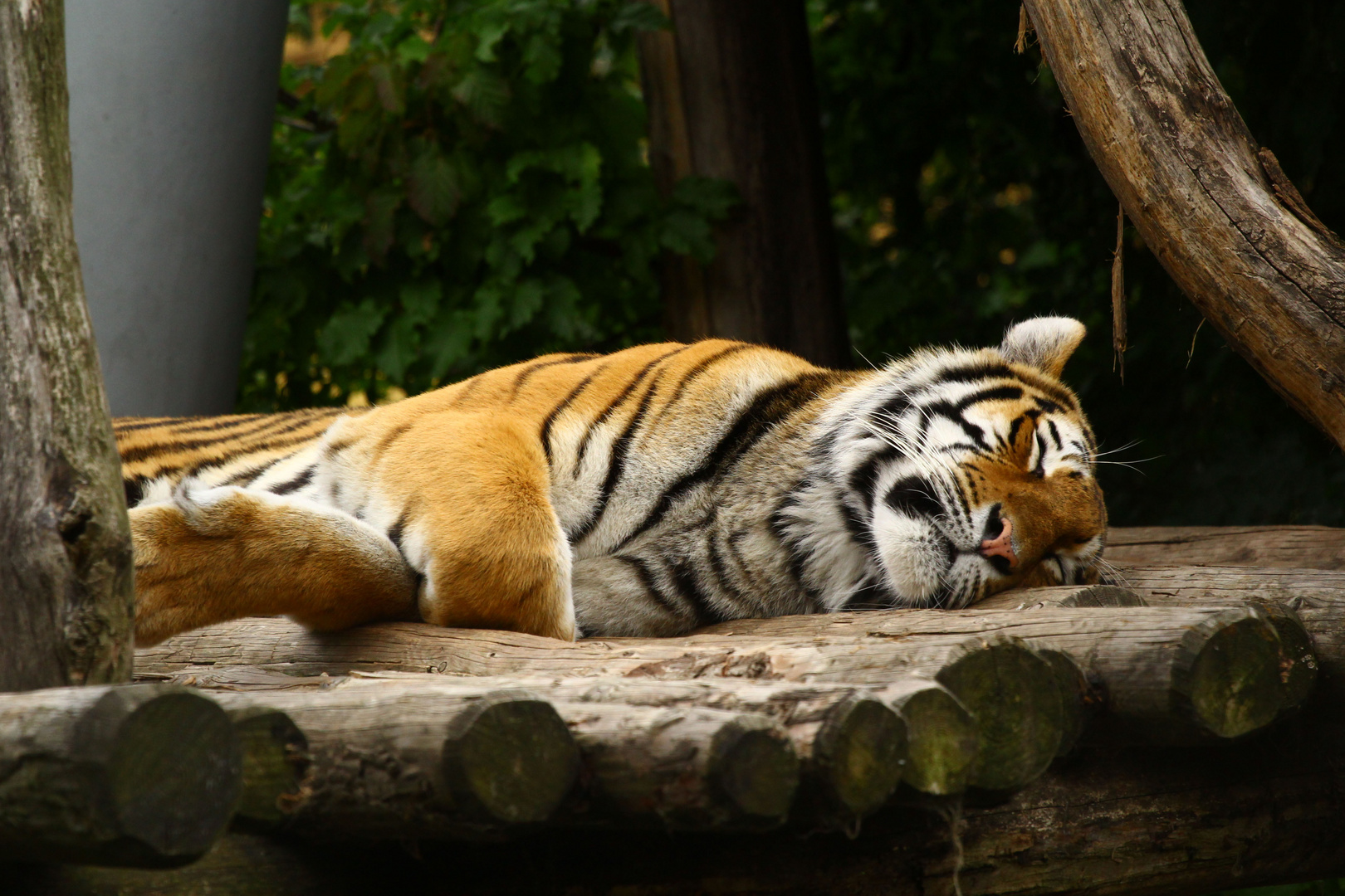 Müder Tiger im Tiergarten Schönbrunn