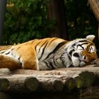 Müder Tiger im Tiergarten Schönbrunn