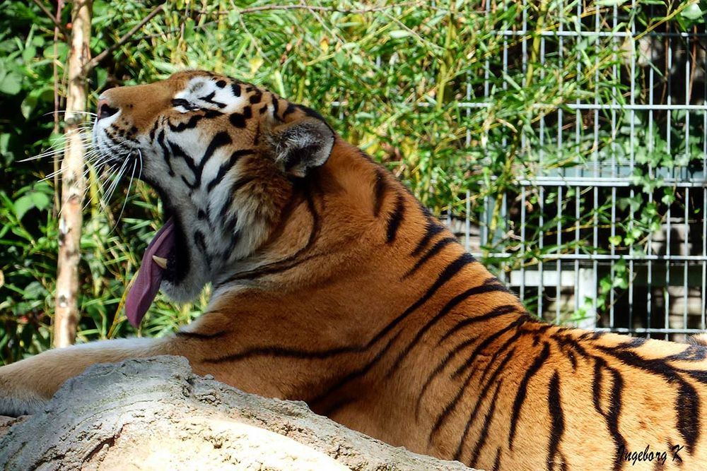Müder Tiger - Zoo Duisburg