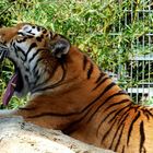 Müder Tiger - Zoo Duisburg