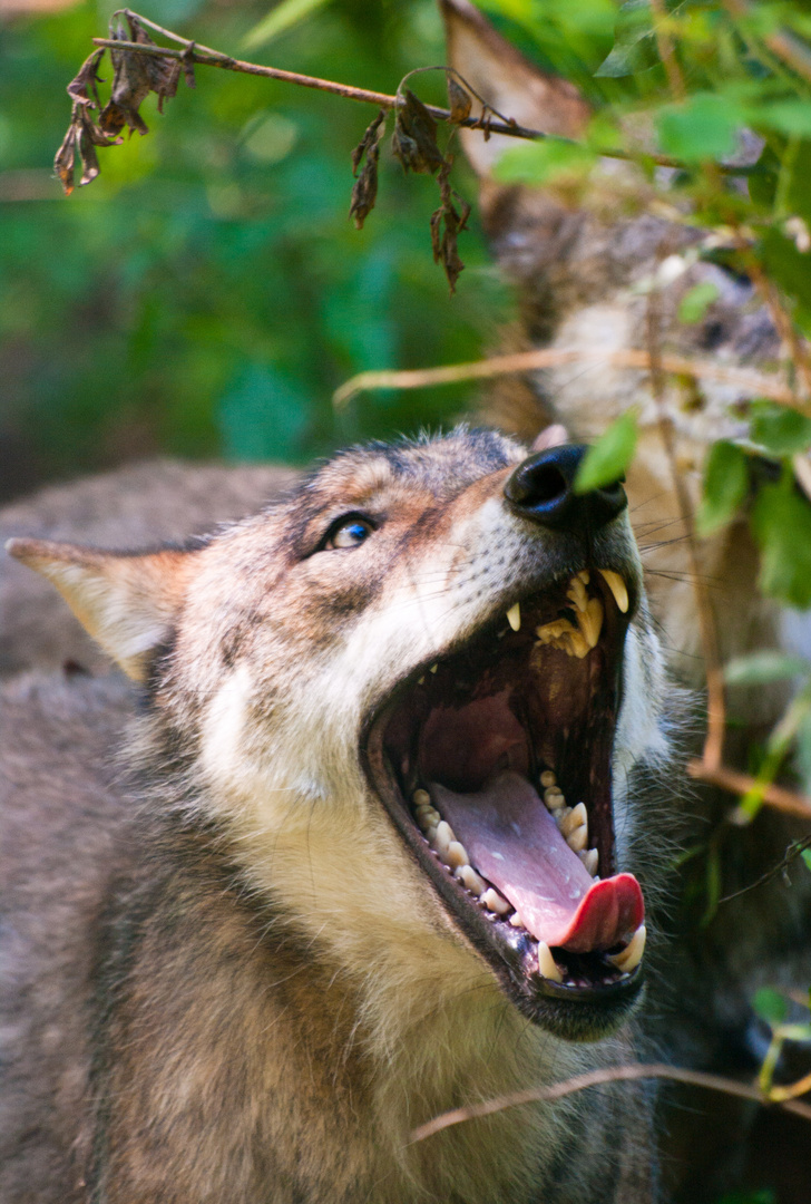 Müder Wolf