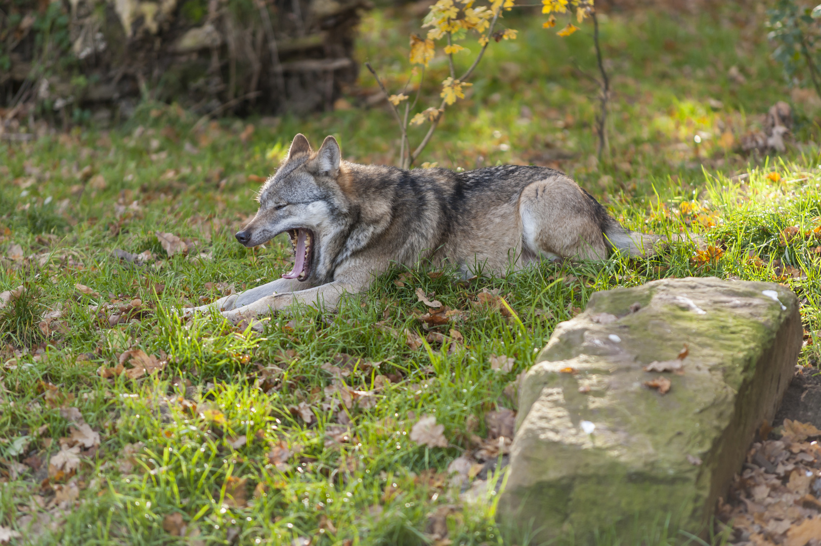 "Müder Wolf"