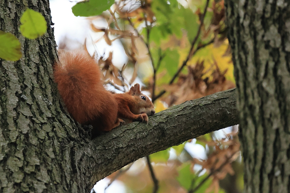 Müdes Eichhörnchen