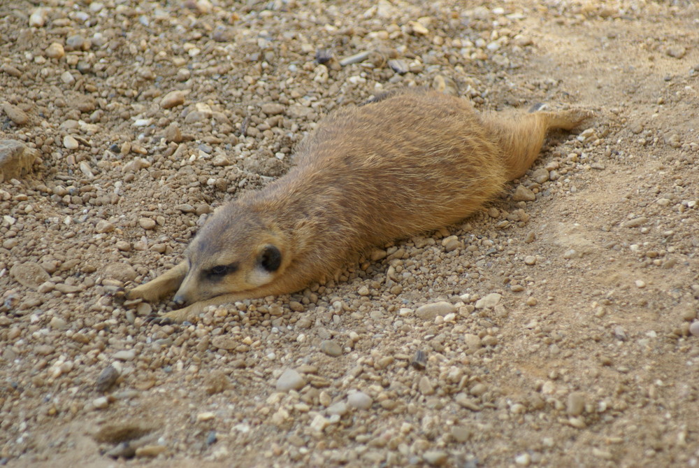 müdes Erdmännchen