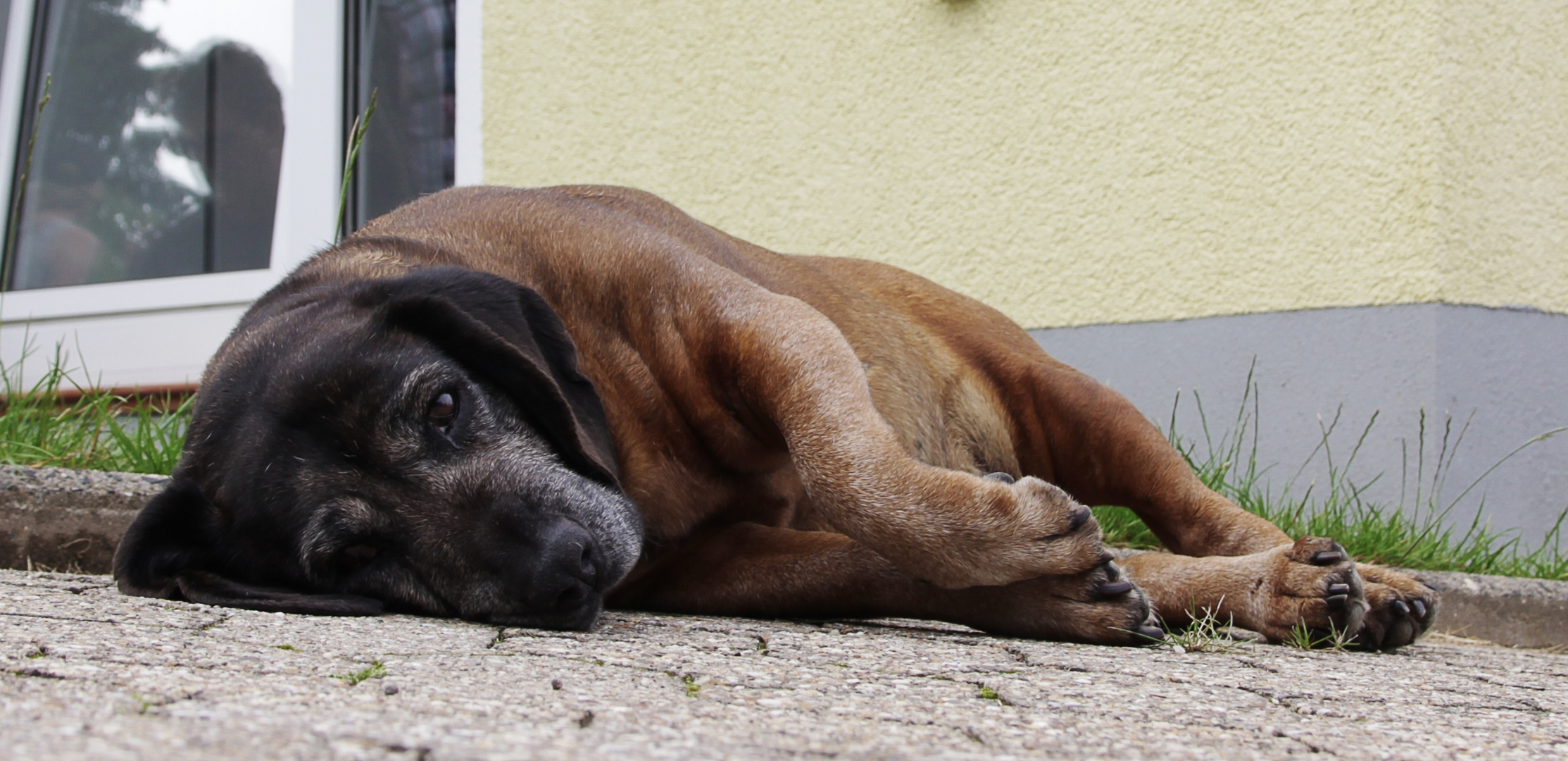 Mudes Faultier Foto Bild Tiere Haustiere Hunde Bilder Auf Fotocommunity