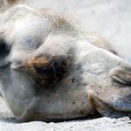 müdes Kamel