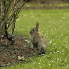 müdes Kaninchen