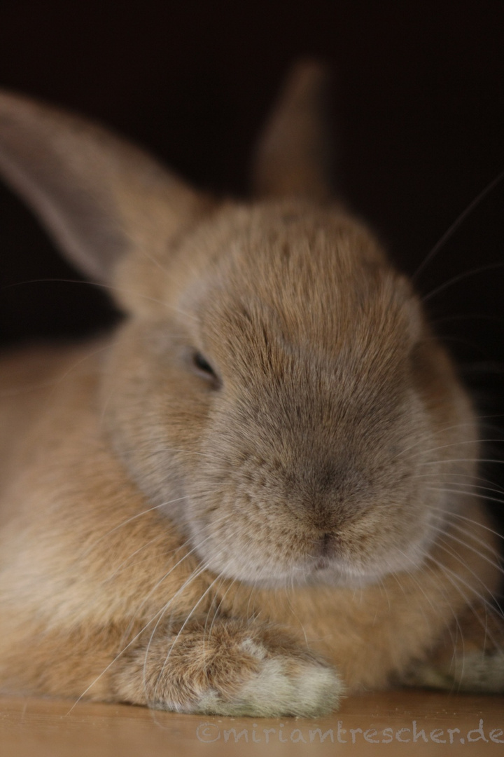Mudes Kaninchen Foto Bild Tiere Haustiere Nagetiere Kaninchen Bilder Auf Fotocommunity