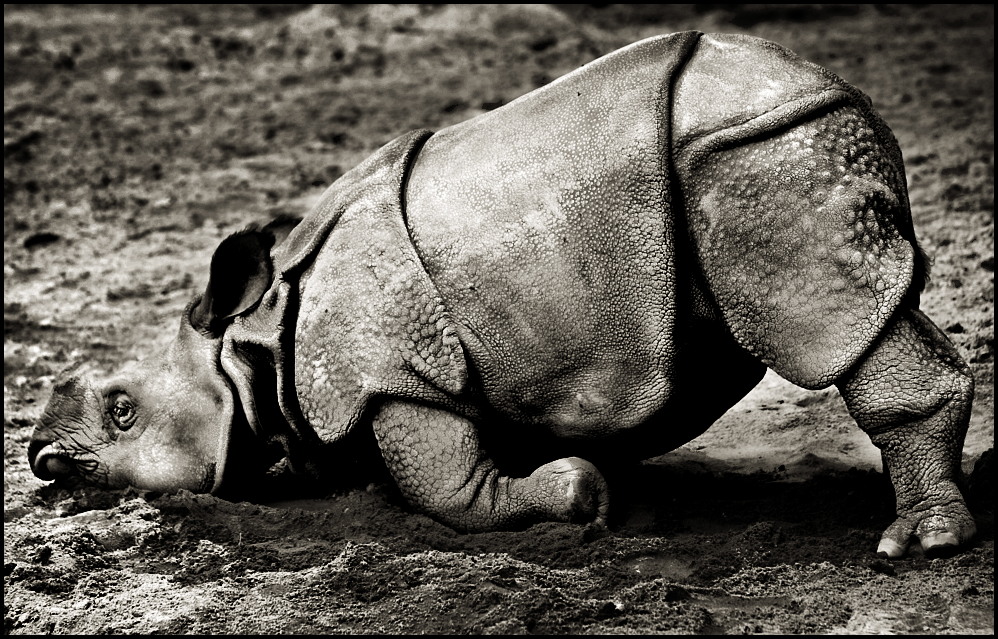 Müdes, kleines Nashorn