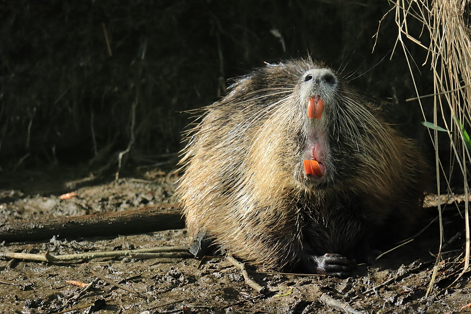 Müdes Nutria