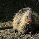 Müdes Nutria