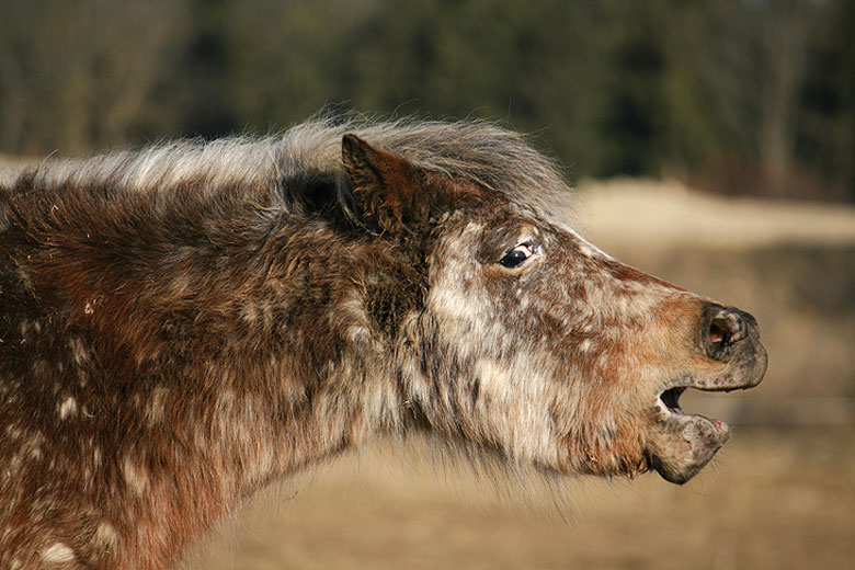 Müdes Pony in Tarnfarbe