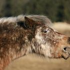 Müdes Pony in Tarnfarbe