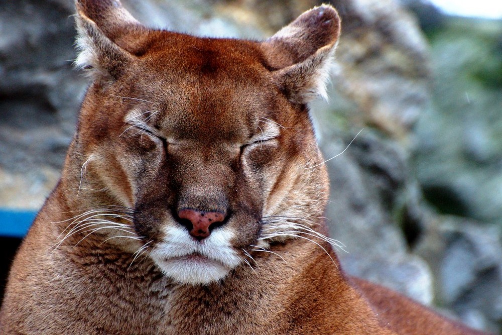 Müdes Puma Foto & Bild | tiere, zoo, wildpark & falknerei ...