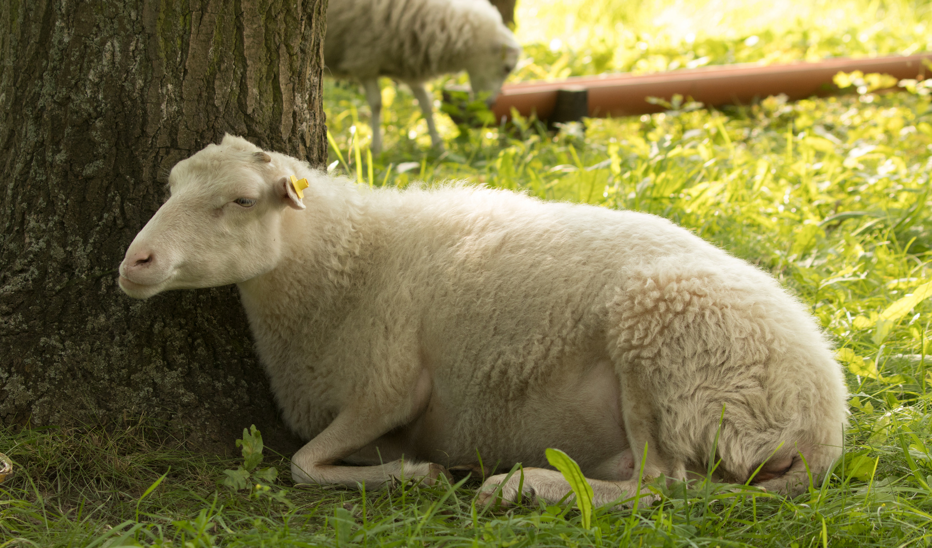 muedes Schaf Foto Bild tiere wildlife s ugetiere muedes Schaf Foto Bild tiere wildlife s ugetiere