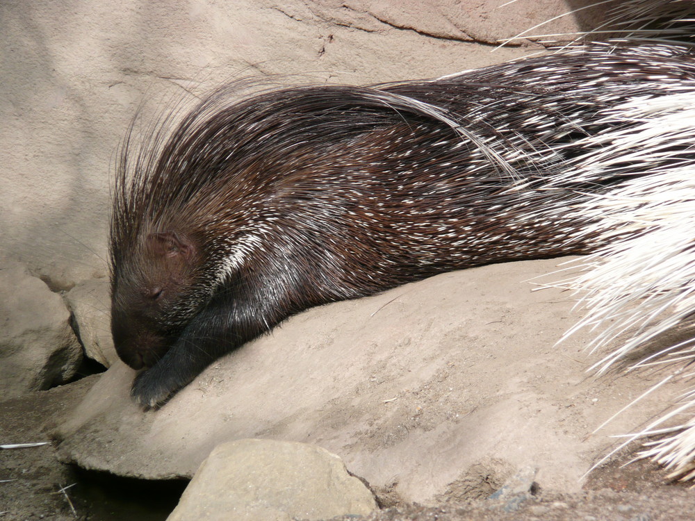 müdes Stachelschwein schläft ein