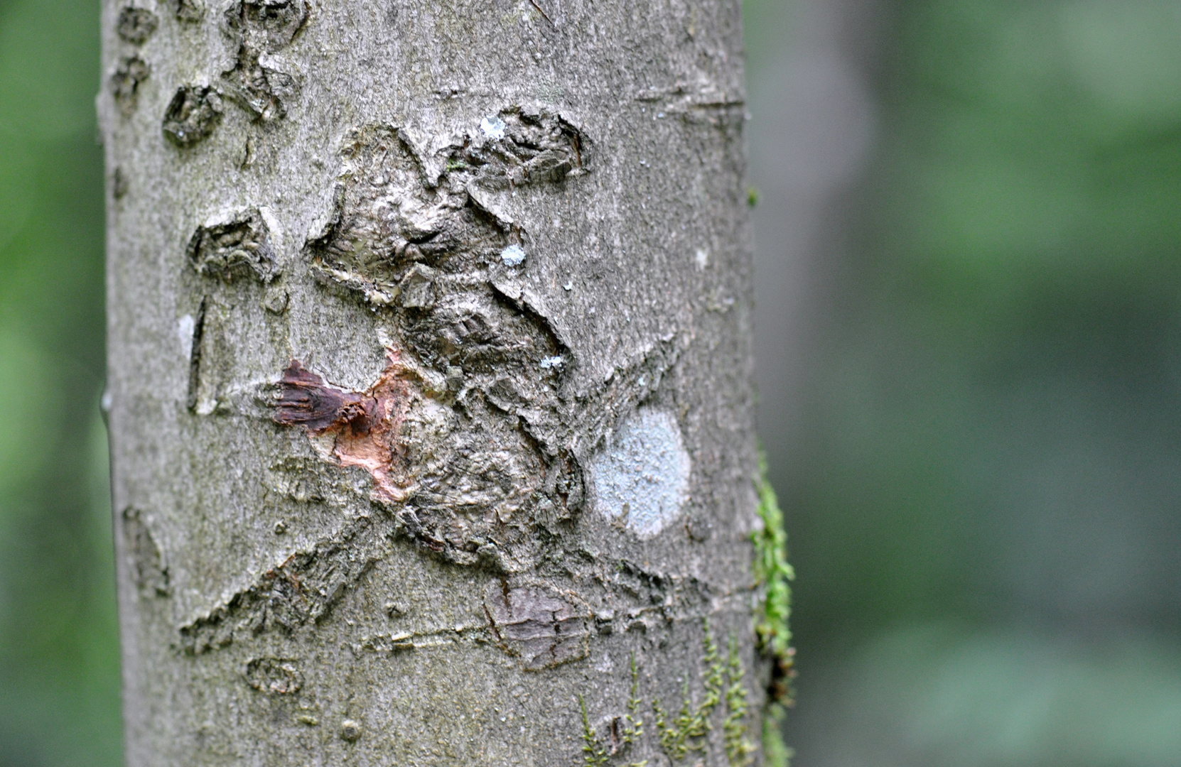 Müdes Waldhexlein .......