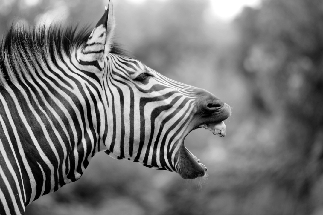 Müdes Zebra