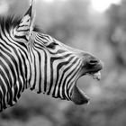 Müdes Zebra