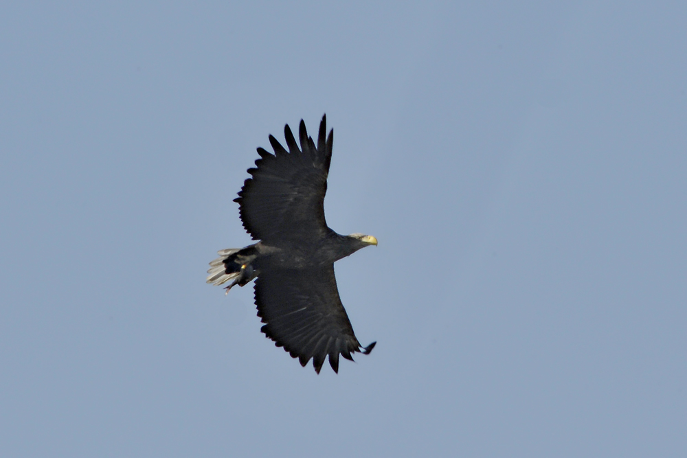 Müggelseeadler