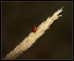 ~mühküfchen~