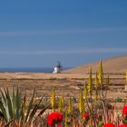 Mühle hinter Aloe Vera auf Fuerteventura