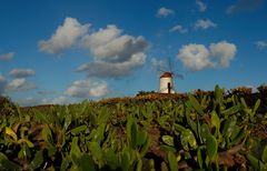 Mühle im Cactusgarten