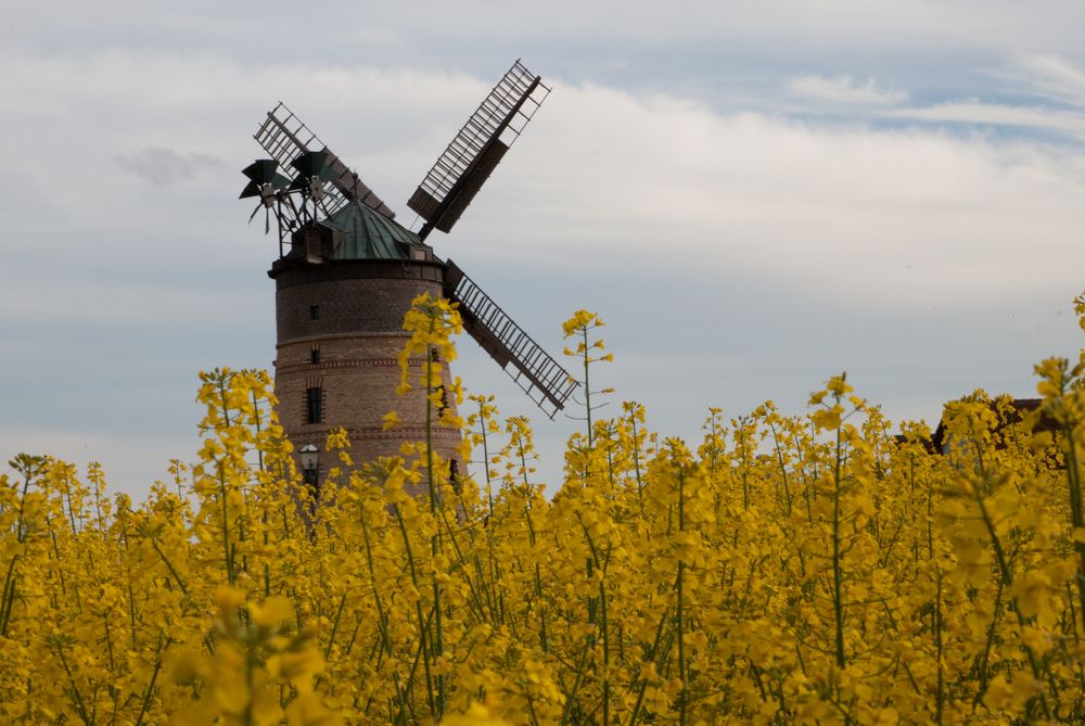 Mühle im Feld 2