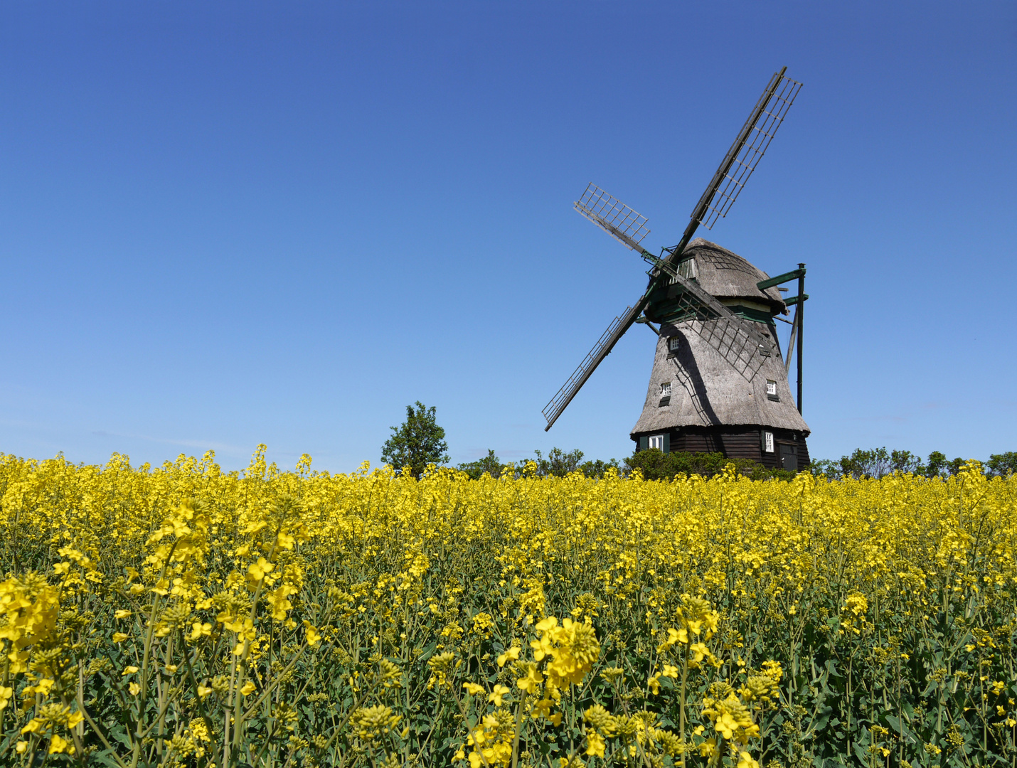 Mühle im Rapsfeld