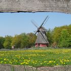 Mühle mit Butterblumenwiese