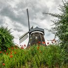 Mühle Röbel Müritz mit Mohnblumen / Dutch Mill in Röbel Müritz with Poppies