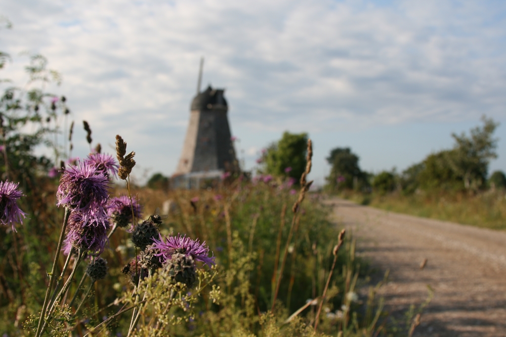 Mühle und Distel Gotland 2011