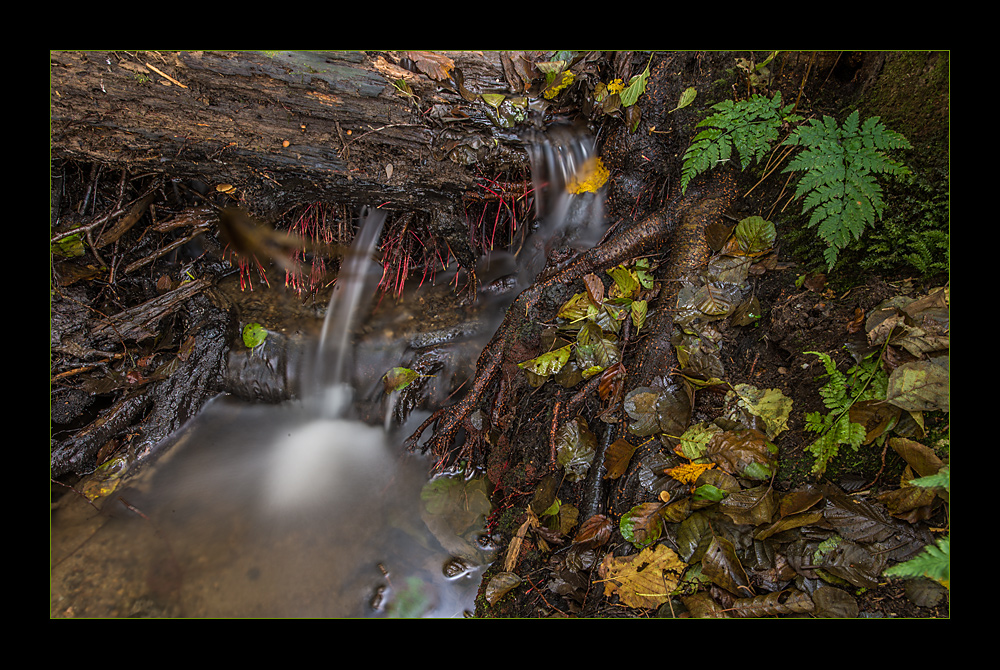 Mühlenbach Foto & Bild landschaft, bach, fluss & see, bachläufe