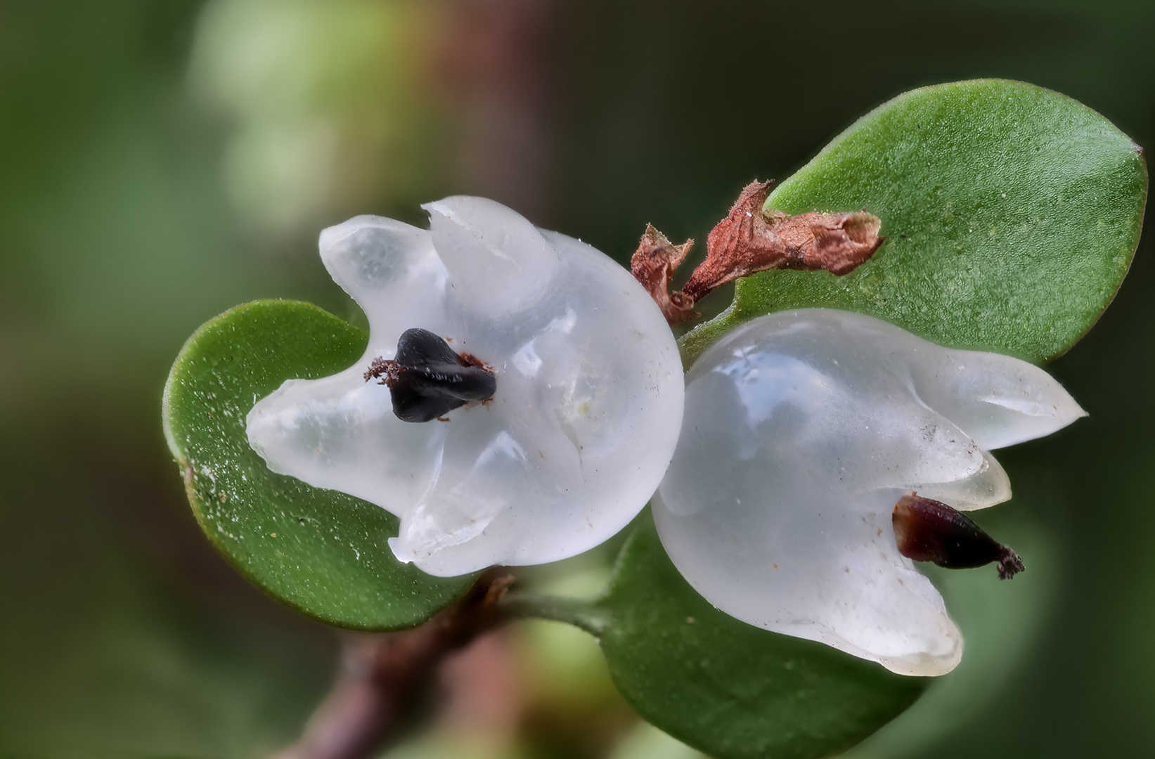 Mühlenbeckia