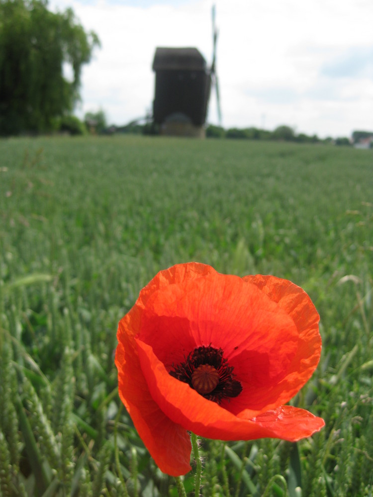 MühlenMohn