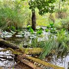 Mühlensee - Müritz Nationalpark