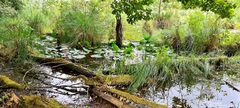 Mühlensee - Müritz Nationalpark