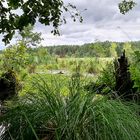 Mühlensee - Müritz Nationalpark