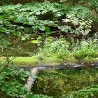 Mühlensee - Müritz Nationalpark