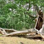 Mühlensee - Müritz Nationalpark