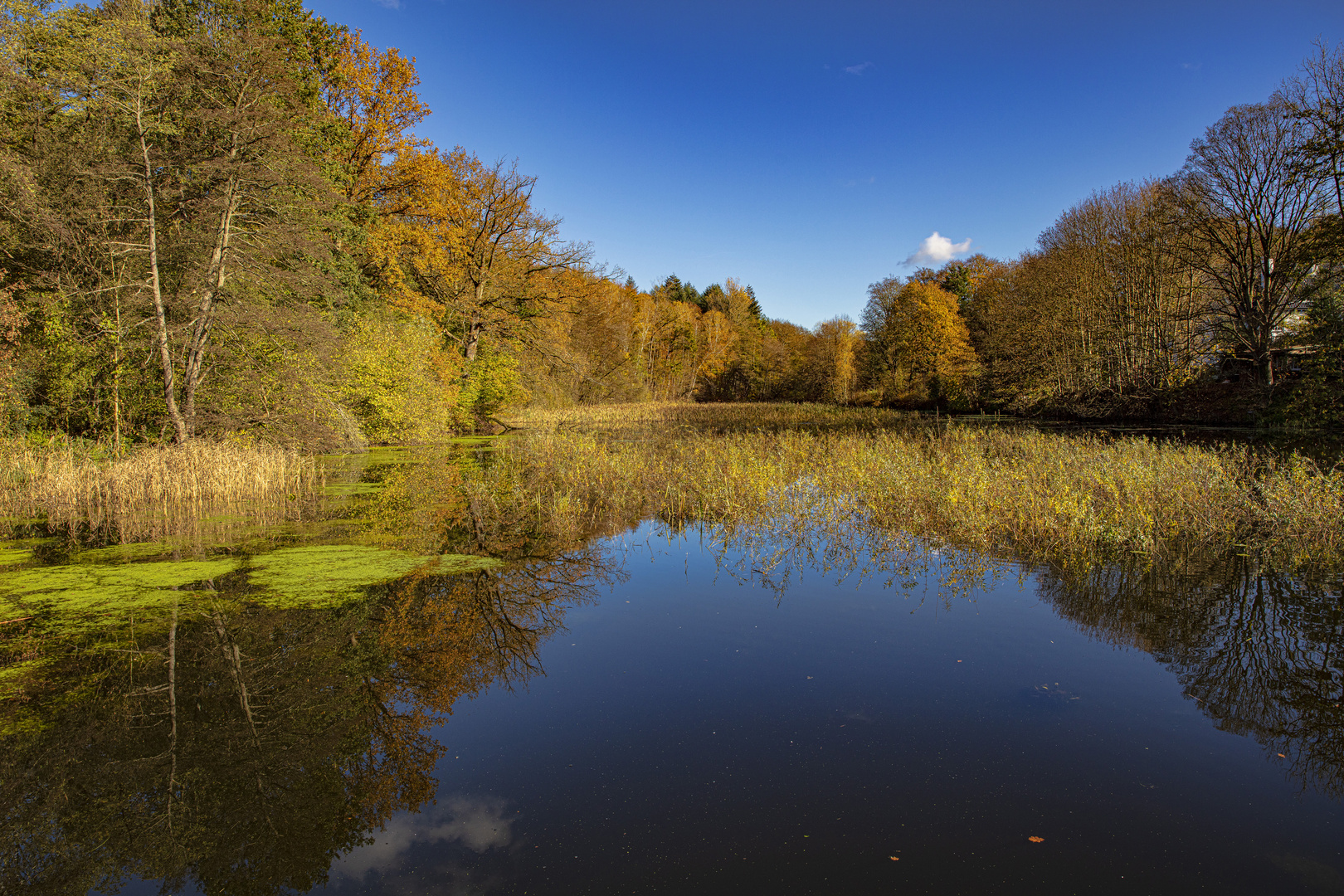 Mühlenteich - 30101902